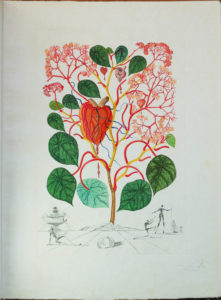Salvador Dali - Flora Dalinae (FlorDali) - Anacardium Recordans (Vegonia, Le Coeur)
